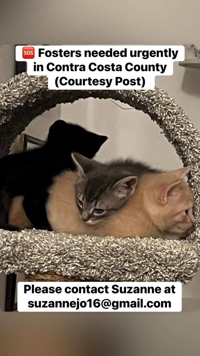 AdoptRescueCats's tweet photo. 🆘 #ContraCosta Co, CA: Emergency Fosters Needed (CP)! A long-time rescue colleague needs fosters for 11 kittens she’s trying to rescue from a bad situation. Short or long-term fosters needed. Please contact Suzanne at suzannejo16@gmail.com.

#PleasantHill #Concord #kittens #cats https://t.co/KzB4KV9L41
