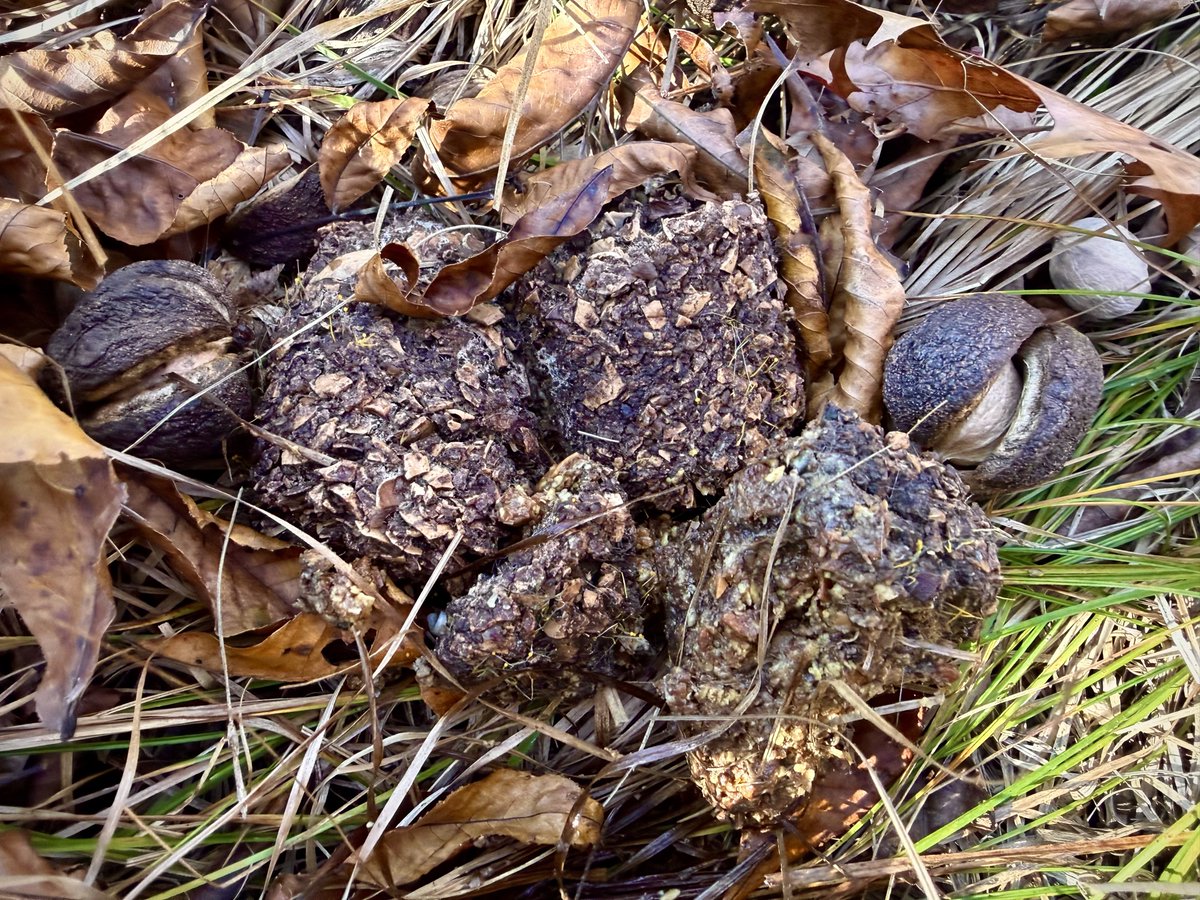 TheLastFarm's tweet photo. Check out this huge black bear turd filled with shagbark hickory nuts 🤙 https://t.co/EeNSGbPI9q