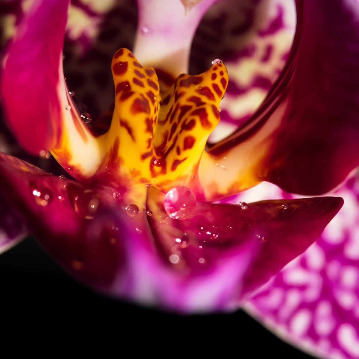 largesitomayo12's tweet photo. Intricate purple veins meet a fiery, golden-spotted center in this Phalaenopsis orchid. Which detail draws you in most: 1, 2, 3, or 4? https://t.co/XGD4igN4Ik