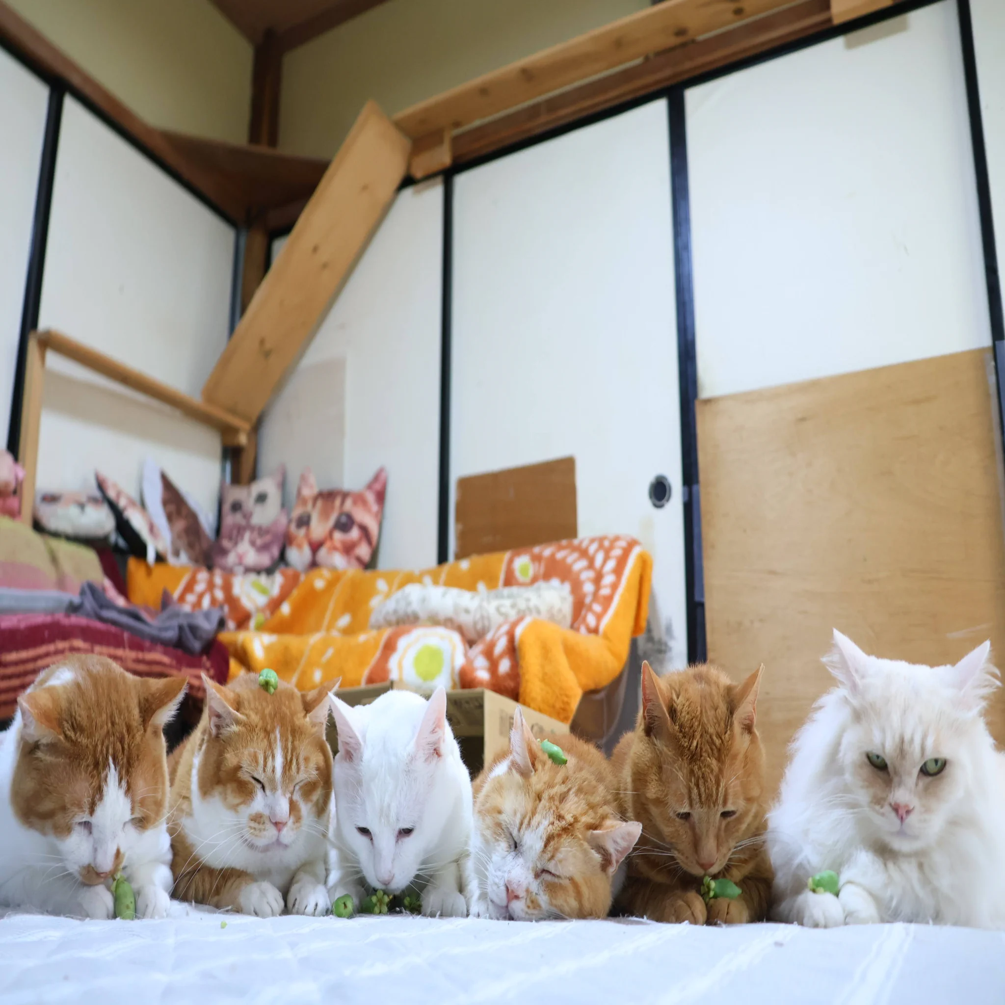 かご猫 blog on X: 