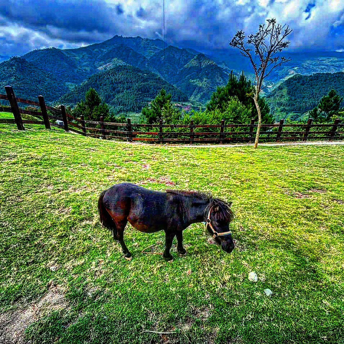 05Lass's tweet photo. Wake up to misty mountains in Tú Lệ, Vietnam. This peaceful Yên Bái gem offers dramatic valleys, natural hot springs, rich local culture, and a perfect gateway to Mù Cang Chải’s terraced rice fields. https://t.co/SeZXEYAQ5c