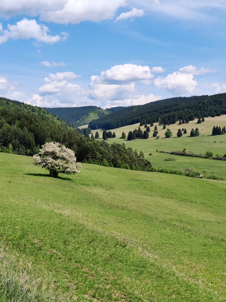 wellingtonhcs's tweet photo. Spring is here. Everything feels fresh, bright, and beautifully green. https://t.co/ScVhewRYYP