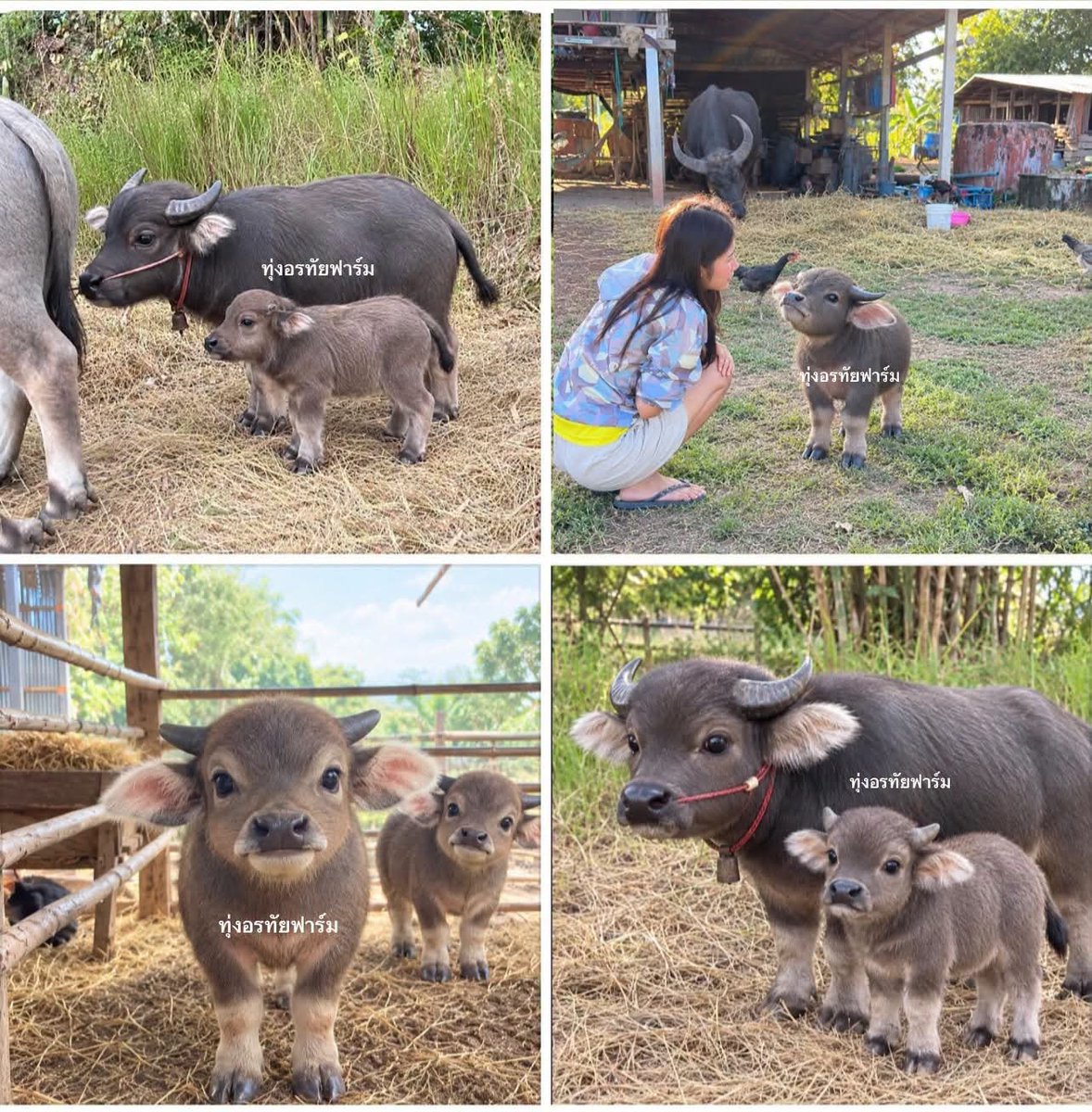 Eaaaw's tweet photo. น้อนนนนนนนนนนน https://t.co/cRKUdojDXv
