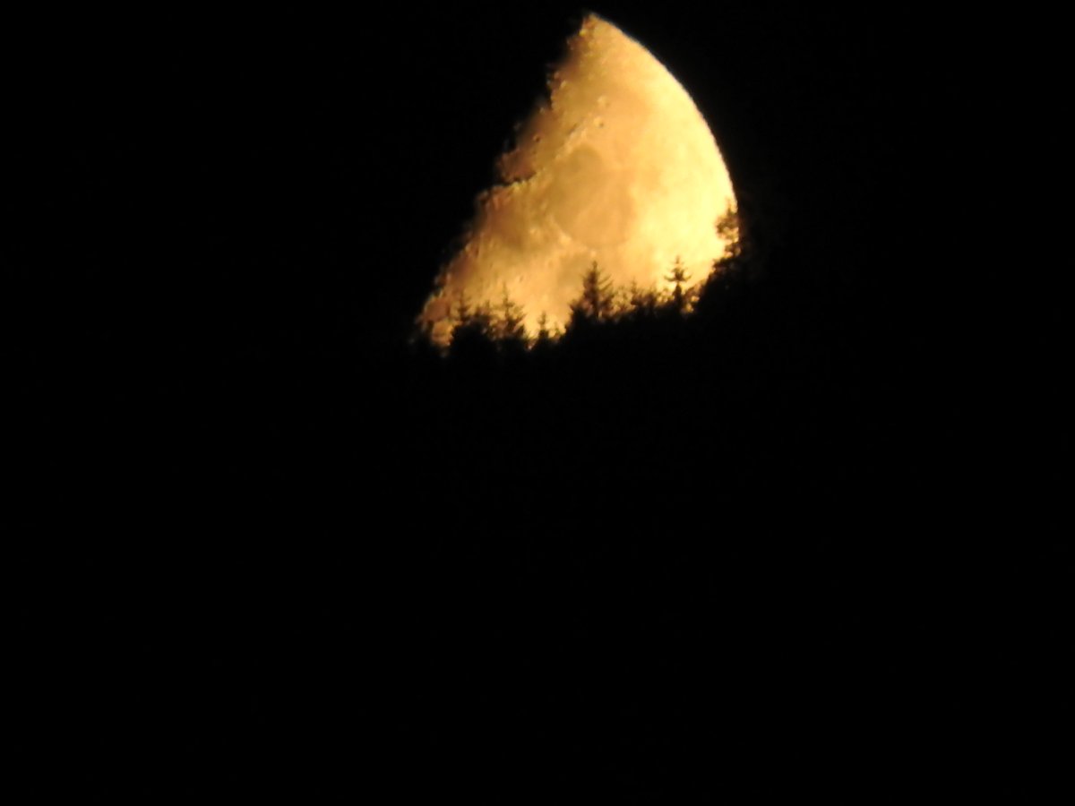 TrendsTargets's tweet photo. The forest here in Argyll ate the moon tonight!
#halfmoon https://t.co/84DgYhcMCm