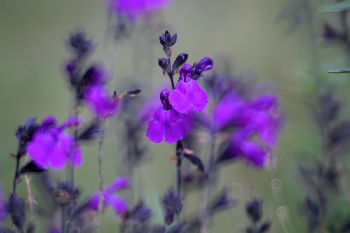 drystknights's tweet photo. One Voice in Violet（.found）

#夢と記憶の解像度 
#DreamoryResolution 
#写真
#photo
#Reflexlens https://t.co/zF630nfkx2