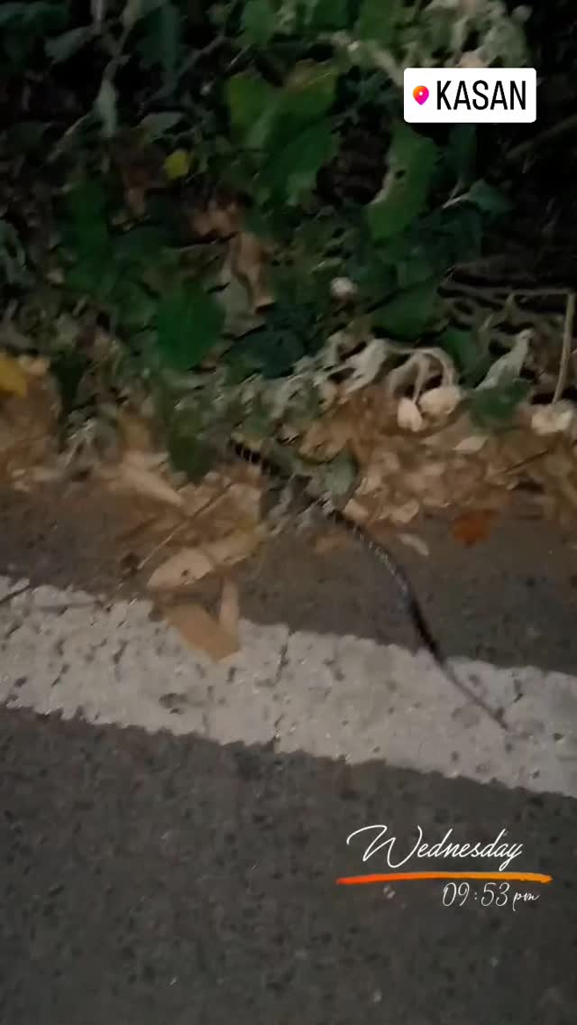 CesaritoMendoza's tweet photo. Common Krait: a highly venomous snake known for its distinctive bands and nocturnal behavior. https://t.co/FkO2WjPV1Q