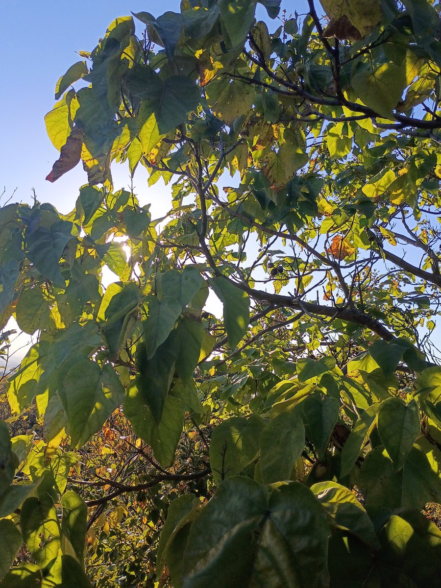 Robology13's tweet photo. 'Top of the rock' shots from the other day

#MountainTopView #HighEleveation #MountainView #AutumnViews #PAinAutumn #PennsylvaniaInAutumn #MountainsInAutumn #AutumnMountains #MountainHikes #ScenicViews #MountainScenes #MountainOverLooks #OverLooks #OverLooked #HikingViews https://t.co/oBm1plZYlt