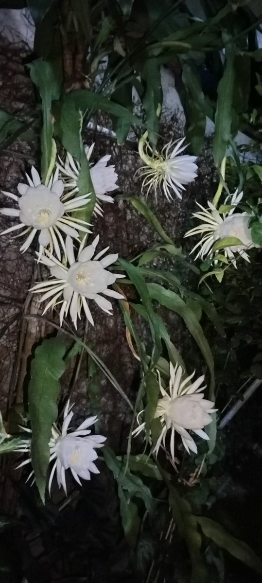 RoaCastle's tweet photo. Spam del Garden 🌿🌿🌿 https://t.co/wDwxY8JRsz