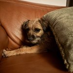 Photo by Peggy the Border Terrier CBE 🎖️ (@PeggyBorder)
