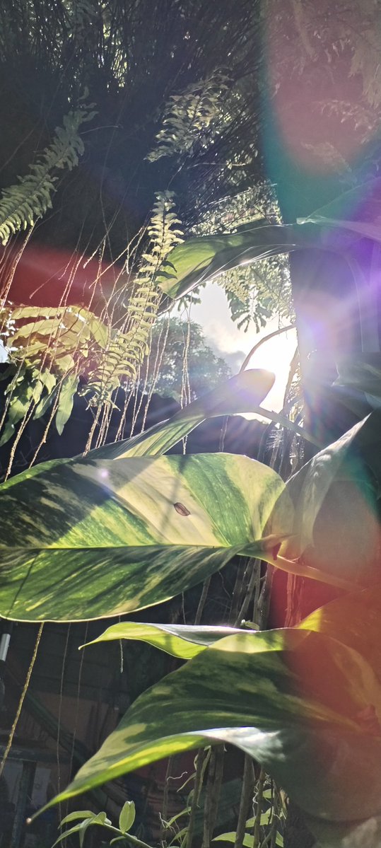 RoaCastle's tweet photo. Garden🌿🌿🌿 https://t.co/9JRqoeasPt