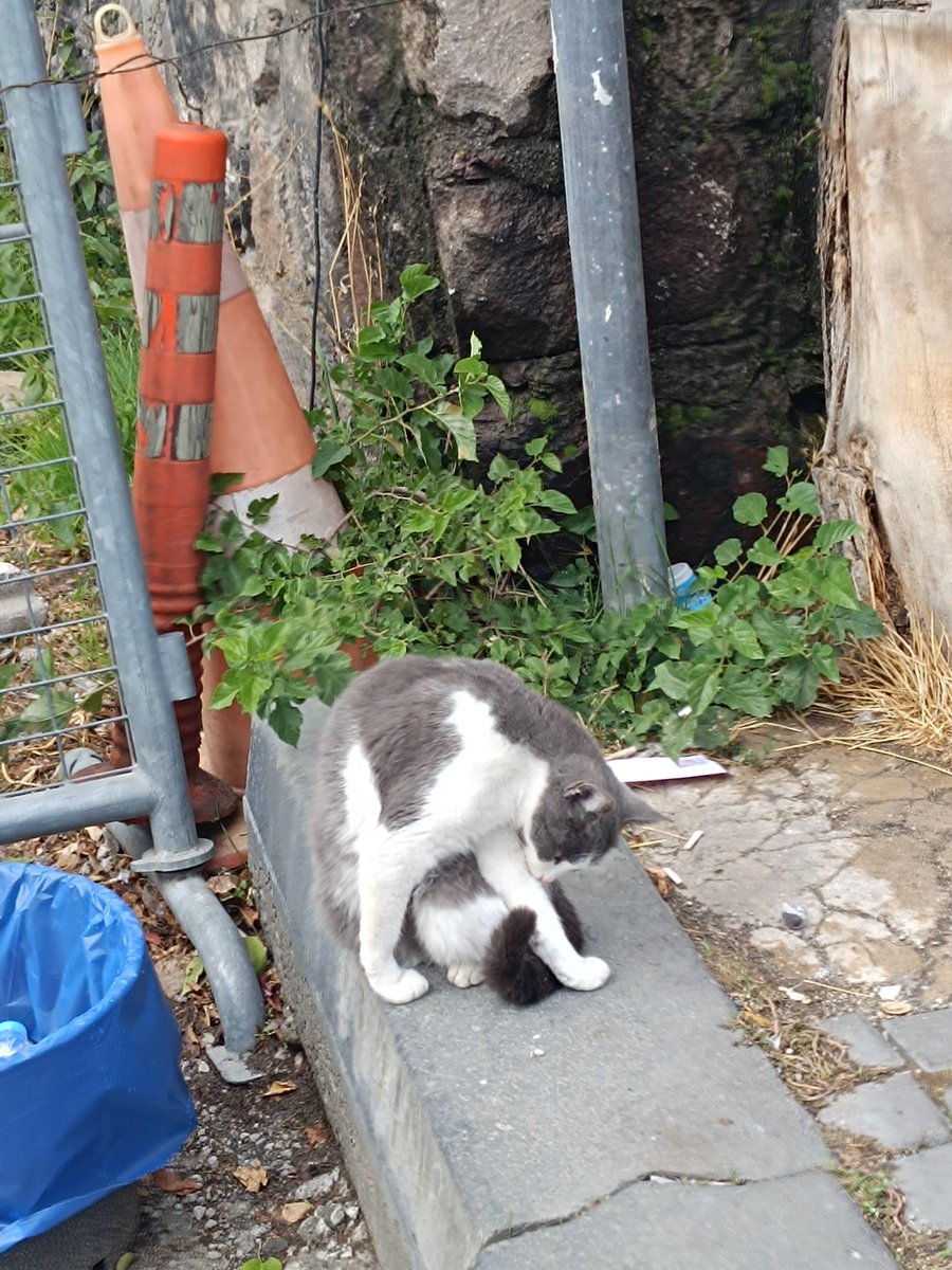 j6zsy's tweet photo. günün kedileri bak https://t.co/YCKEWKRbTO
