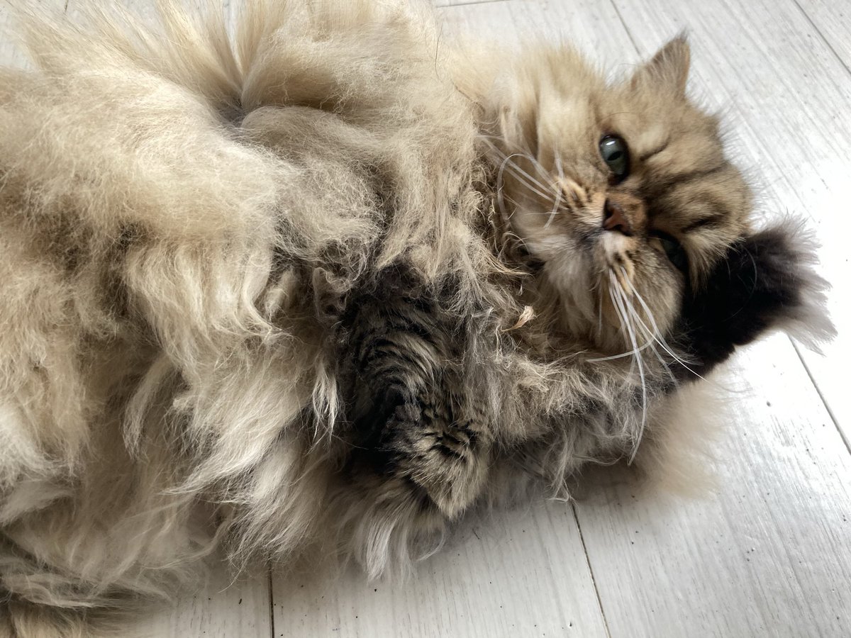 spes3529muse's tweet photo. 猫と梨🍐 https://t.co/XsrtVWnKDI