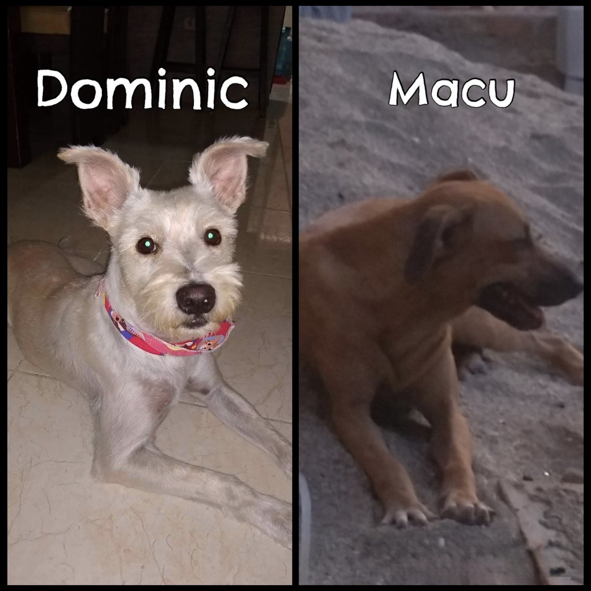 AndreObregonZ10's tweet photo. Senadora @andreanimalidad ,su apoyo. Caso de crueldad animal en Santa Marta.Hoy a las 5:20 am barrio Cundi,una vecina mató a palo a Dominic y envenenó a Macu.Exigimos justicia,esto no puede quedar impune.@FiscaliaCol @SantaMartaDTCH @SecGobiernoSM #JusticiaParaDominicYMaco🐕💔⚖️ https://t.co/0kXZxG5Unb