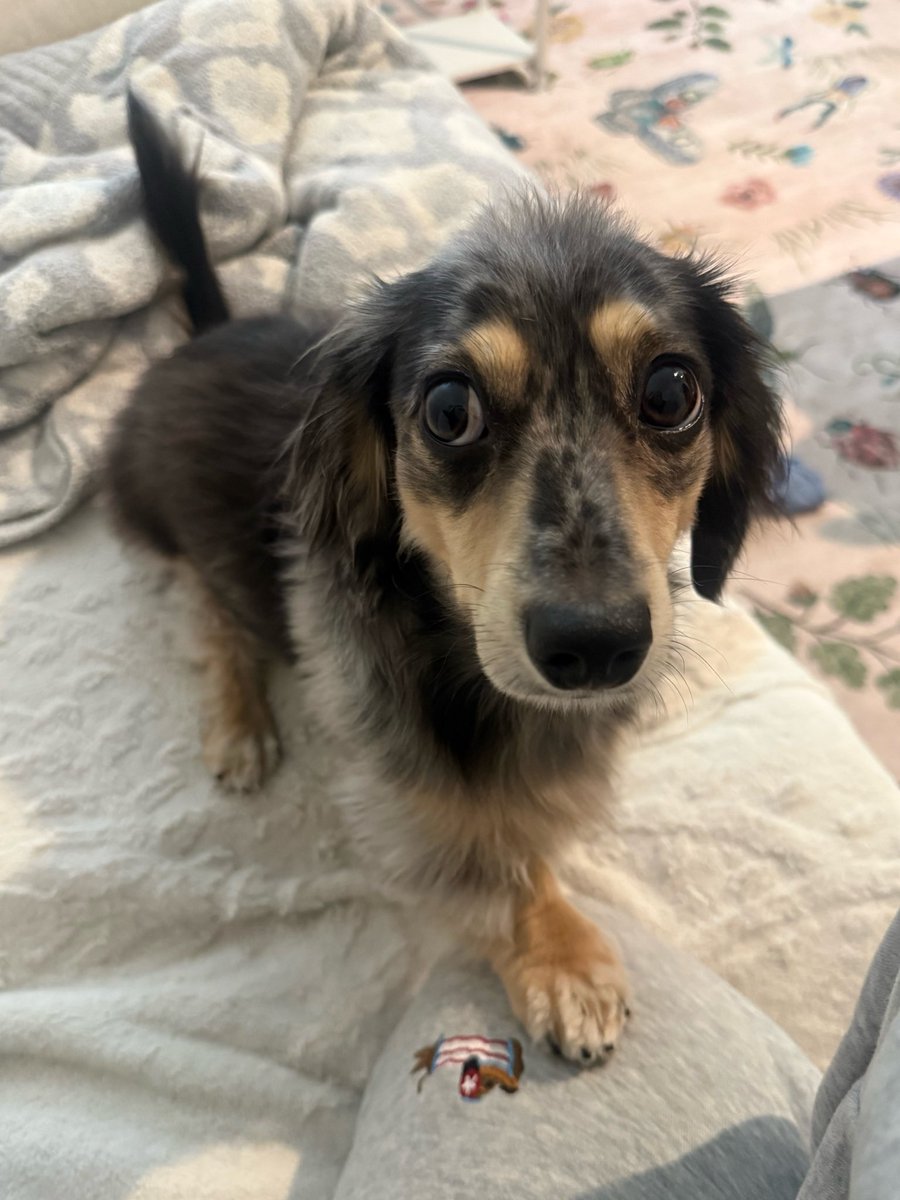 scoobsluvr's tweet photo. when im crying and my awkward ass dog doesnt know how to comfort me so he just puts a single paw on my leg for support https://t.co/1DwqlhC8FP