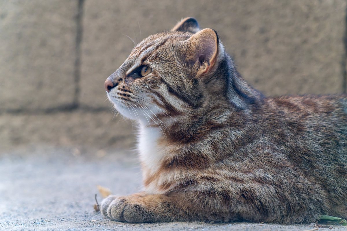 vanity_temple's tweet photo. あむーるやまねこ
#井の頭自然文化園 https://t.co/Pka8cFHTSk