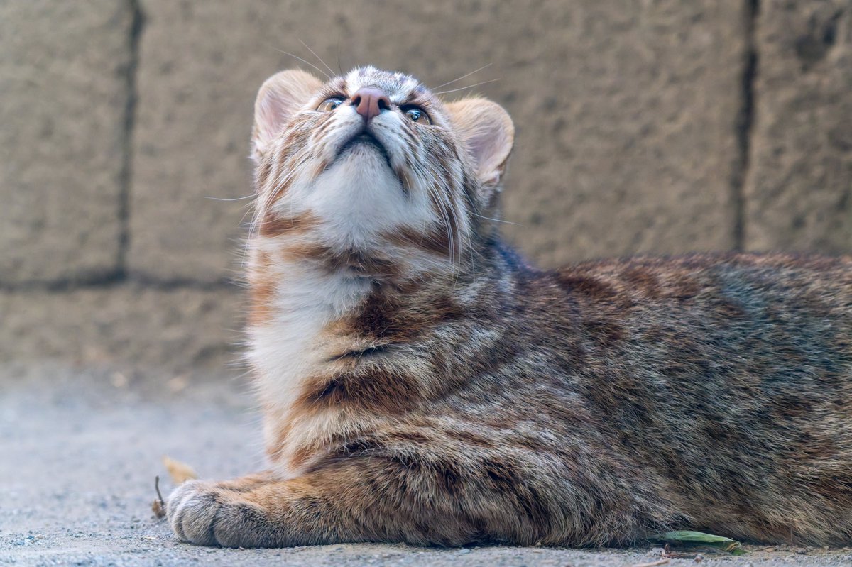 vanity_temple's tweet photo. あむーるやまねこ
#井の頭自然文化園 https://t.co/Pka8cFHTSk