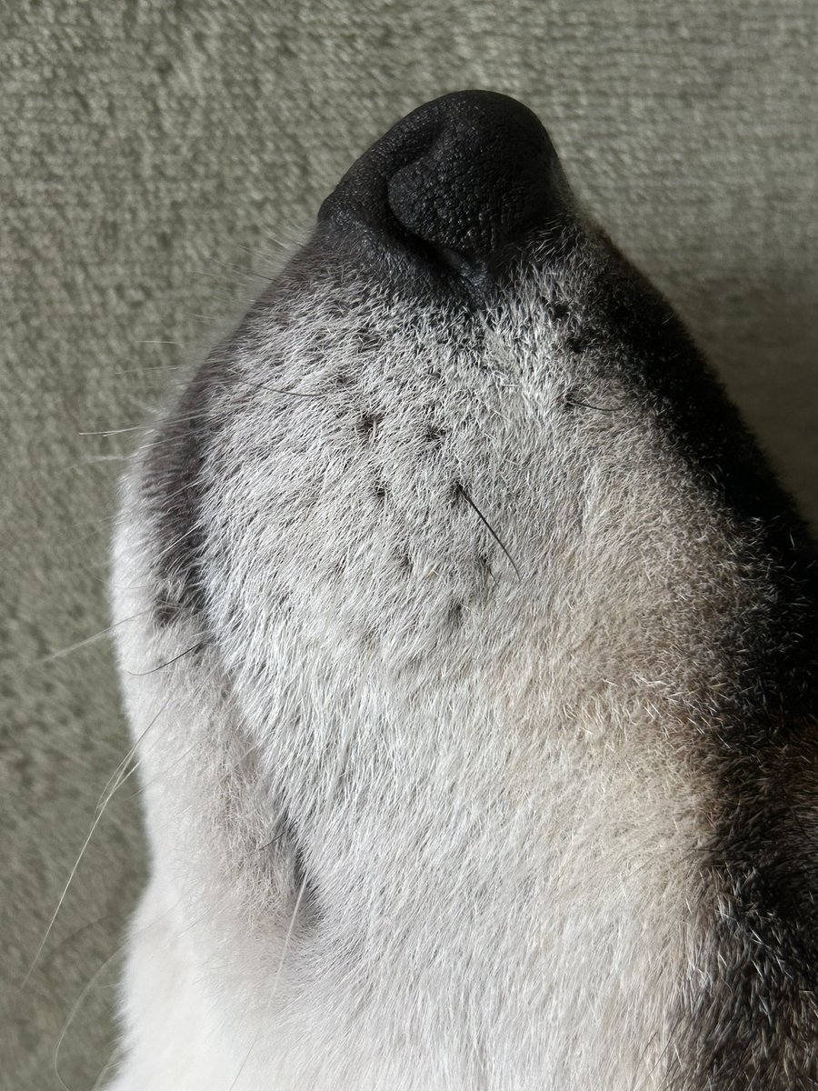 choooo_crew's tweet photo. ノアのおくち https://t.co/M4uR7JYLpe