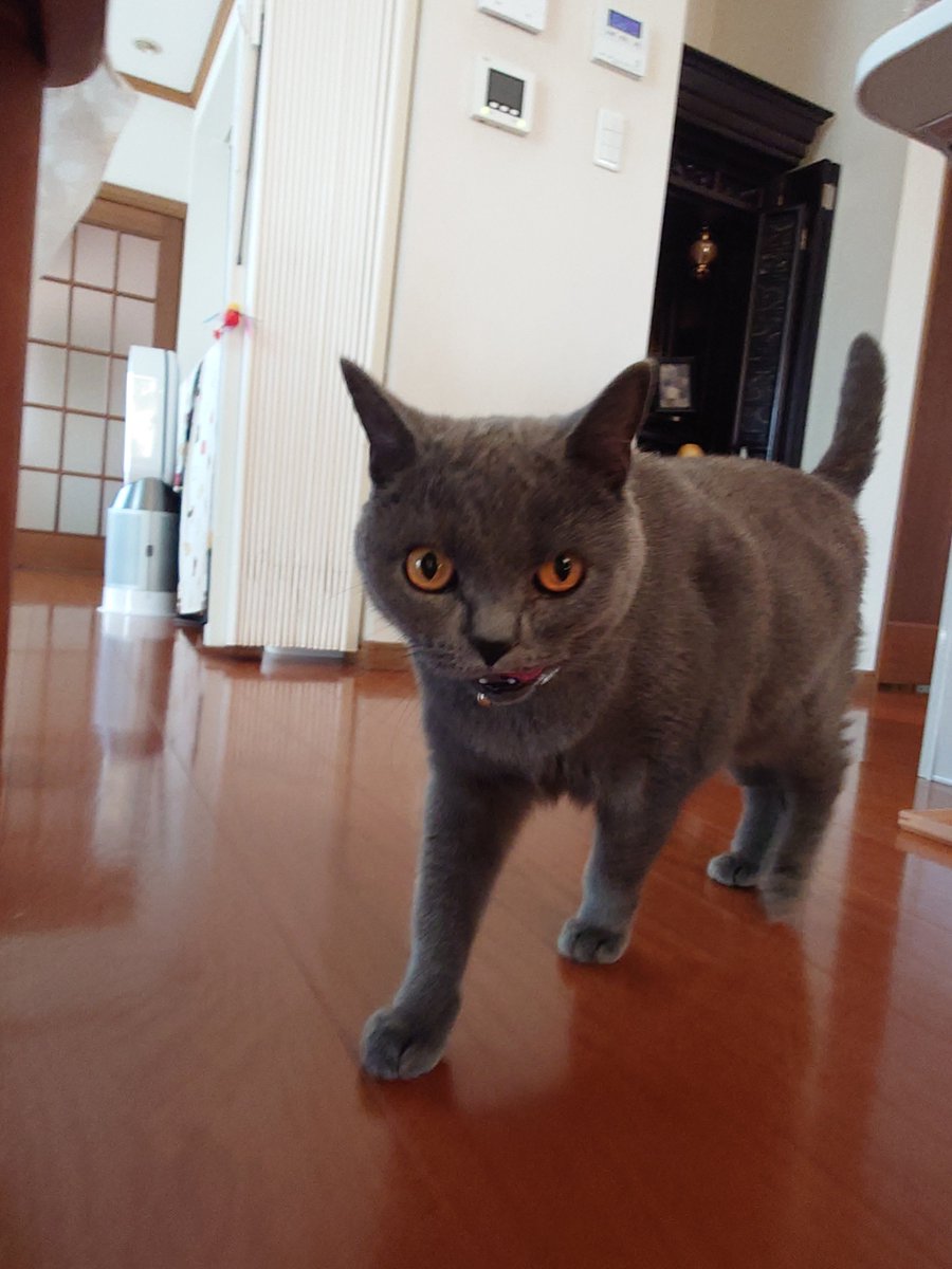 pote_rong's tweet photo. おはようございます。
今週も頑張って行きましょう。
#ブリティッシュショートヘア 
#猫のいる暮らし https://t.co/e0oLDb8J7j