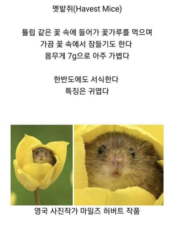 laterinfo_'s tweet photo. 아니 민들레 탈고 날 수 있을 거 같이 생겼어요... https://t.co/1plaUA4yiG