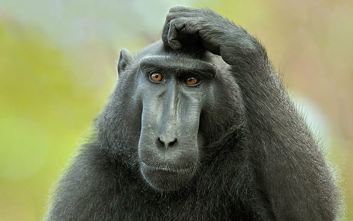 SirMarcusB007's tweet photo. @Kamal4ck7 @LauraLoomer But why not Kenya? Are you a mere son of Harlooot you blackieee pooo Baboon https://t.co/JXJLxBT7FK