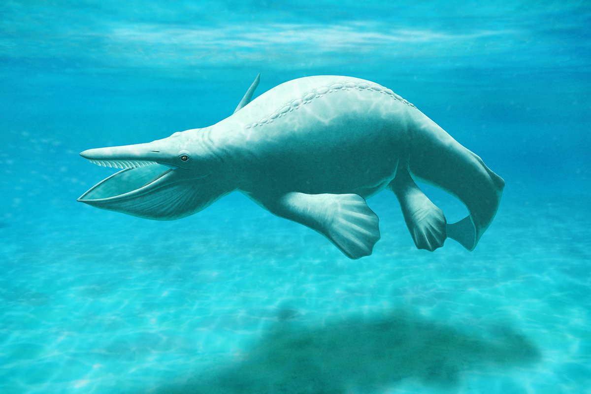 EDGE_Science_'s tweet photo. 🚨NEW STUDY DROP🚨

A new juvenile specimen of Hupehsuchus, a marine reptile related to ichthyosaurs with a platypus snout and "baleen" teeth, has been described from the uppermost Member II of Jialingjiang Fm of Hubei, China. Helps better understand ontogeny.

🎨: Ceri Thomas https://t.co/Q2xUlawupj