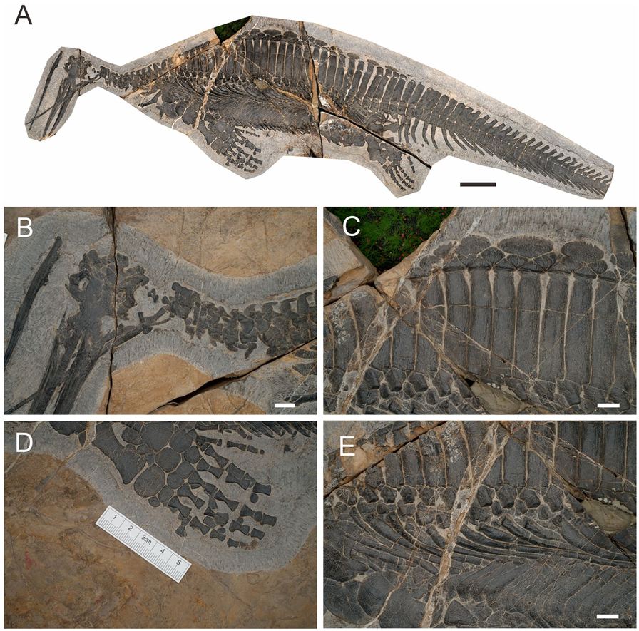 EDGE_Science_'s tweet photo. 🚨NEW STUDY DROP🚨

A new juvenile specimen of Hupehsuchus, a marine reptile related to ichthyosaurs with a platypus snout and "baleen" teeth, has been described from the uppermost Member II of Jialingjiang Fm of Hubei, China. Helps better understand ontogeny.

🎨: Ceri Thomas https://t.co/Q2xUlawupj