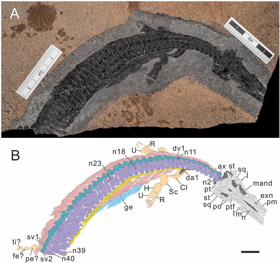 EDGE_Science_'s tweet photo. 🚨NEW STUDY DROP🚨

A new juvenile specimen of Hupehsuchus, a marine reptile related to ichthyosaurs with a platypus snout and "baleen" teeth, has been described from the uppermost Member II of Jialingjiang Fm of Hubei, China. Helps better understand ontogeny.

🎨: Ceri Thomas https://t.co/Q2xUlawupj