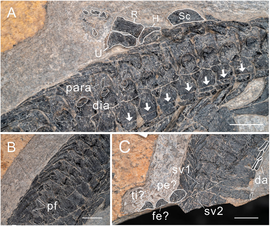 EDGE_Science_'s tweet photo. 🚨NEW STUDY DROP🚨

A new juvenile specimen of Hupehsuchus, a marine reptile related to ichthyosaurs with a platypus snout and "baleen" teeth, has been described from the uppermost Member II of Jialingjiang Fm of Hubei, China. Helps better understand ontogeny.

🎨: Ceri Thomas https://t.co/Q2xUlawupj