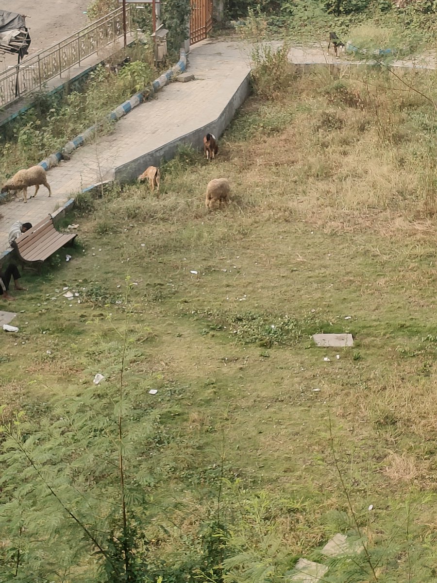 Shiwakoti_Bags's tweet photo. Iconic garden made for goats &amp; sheeps at Sec, 3 circle #ulwe #navimumbai by #cidco. When you will think for ulwe's #cockroach ? @CMOMaharashtra @PanvelCorp @mieknathshinde @PMOIndia @NMMCCommr @SanjayShirsat77 https://t.co/h5jYTuNMBv