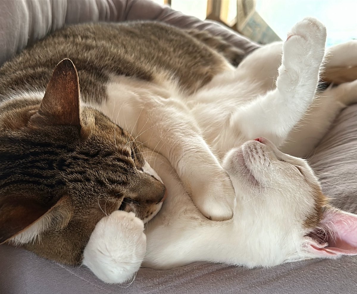 morukiti1718's tweet photo. スヤスヤ💤

＃猫好きさんと繋がりたい #ねこ https://t.co/V3bwzVVuzm