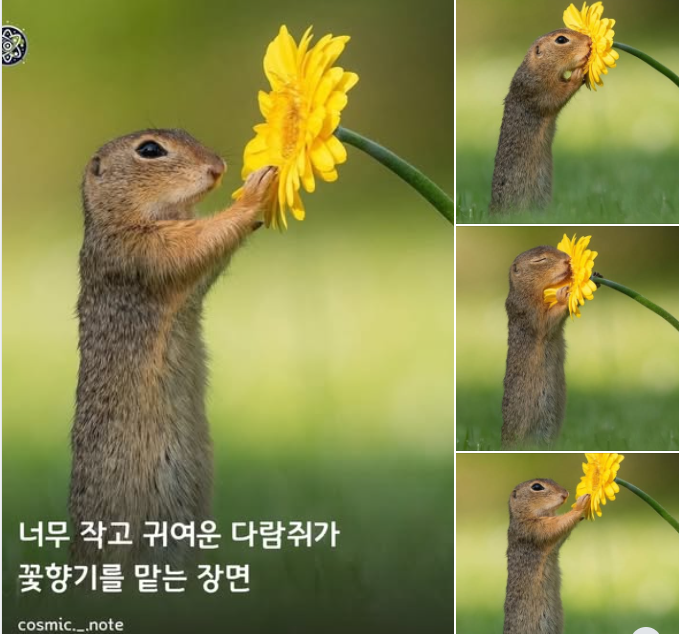 thinkingtree413's tweet photo. 유럽땅 다람쥐의 꽃향기 맡는 장면! https://t.co/ZVFSa3TTRs