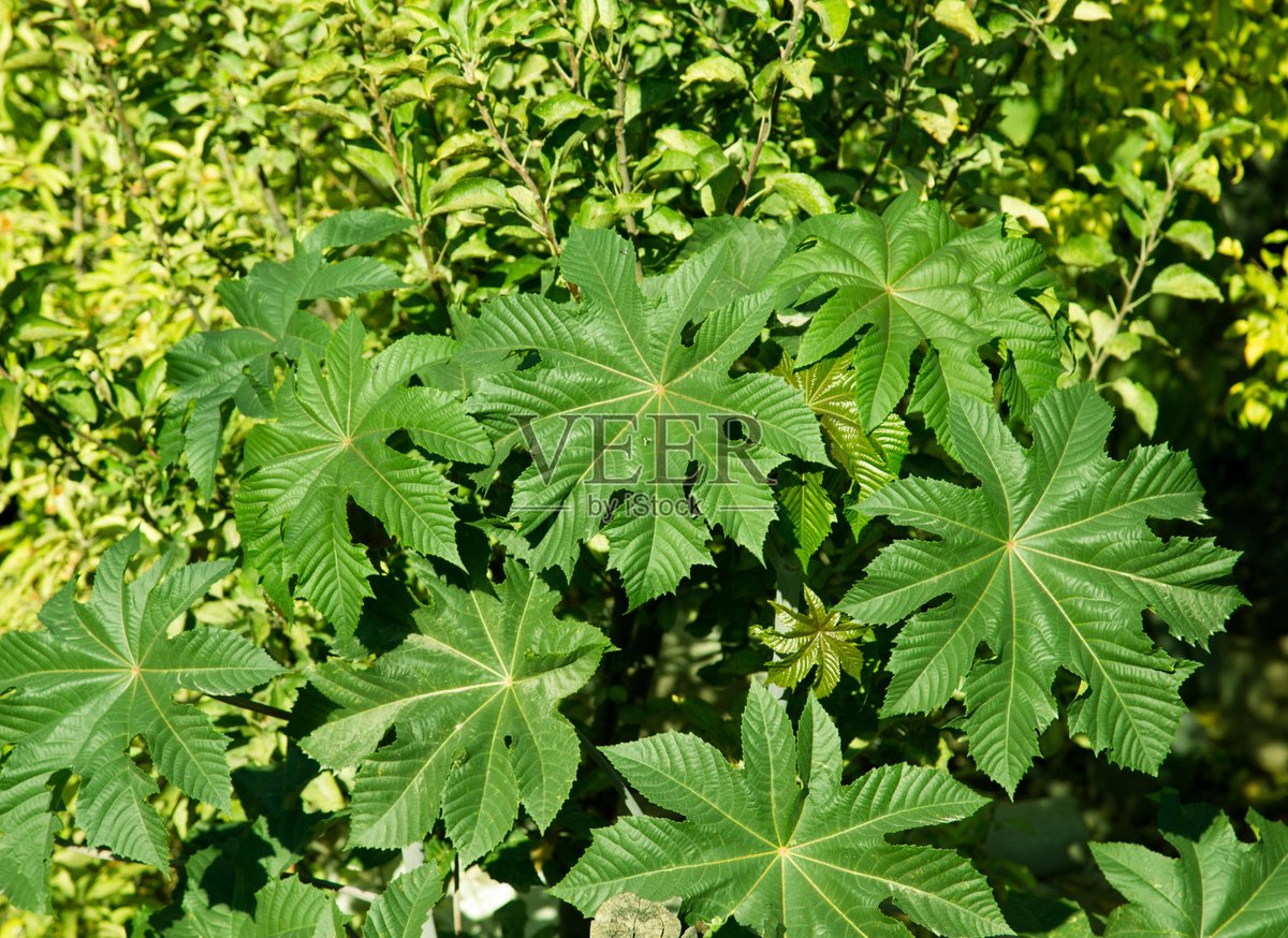 ANIBAL1966's tweet photo. "The ricinus plant thrives in dark, sheltered corners of the garden "， https://t.co/PVCjtfImfs