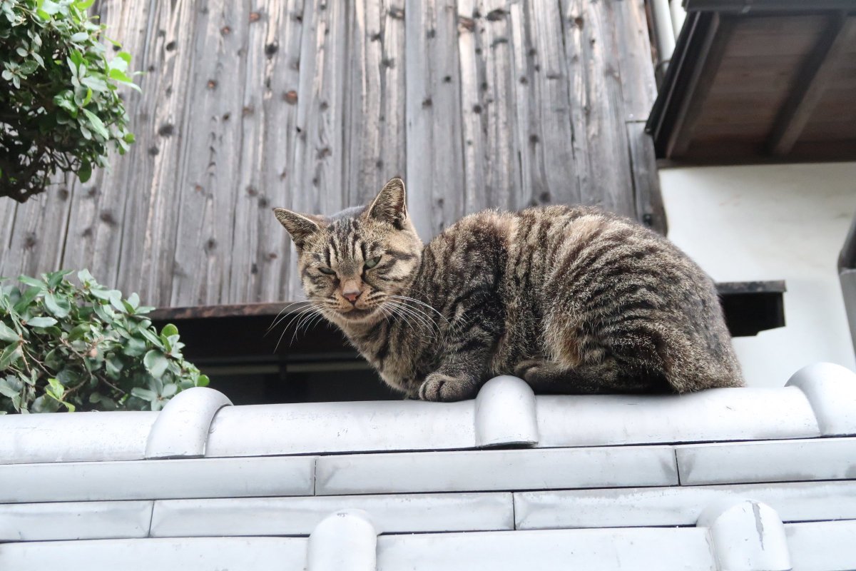 SORA02952234's tweet photo. 直島はネコも過ごしやすいのか、町のあちこちでたくさん出会った✨
#直島 https://t.co/TUgV9IaW2y
