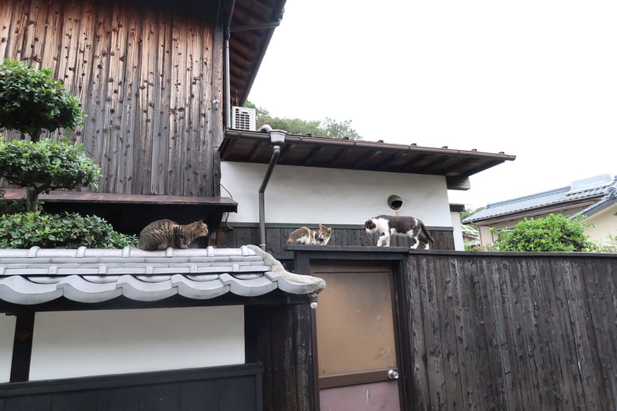 SORA02952234's tweet photo. 直島はネコも過ごしやすいのか、町のあちこちでたくさん出会った✨
#直島 https://t.co/TUgV9IaW2y