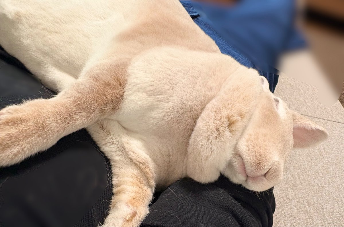 booboousag's tweet photo. 寝…🐰💤 https://t.co/jiGn6FGW4i