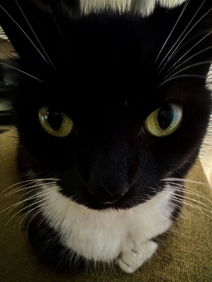unicouniuni3's tweet photo. Wake up. Feed me. Or else… https://t.co/FEiqVsBvar