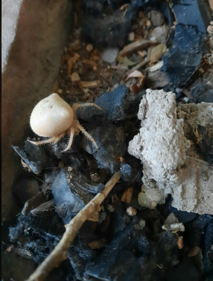 LizaTrue1111's tweet photo. ~ The Cat-faced Spider ~

Found this quarter-sized non-poisonous sweetie hanging from 1 strong dragline at our front door since last night. Thank you sweetie for cleaning up all around the door this fall. May your last days be peaceful. 🥰🕷️🕸️ https://t.co/8t95I34PGB