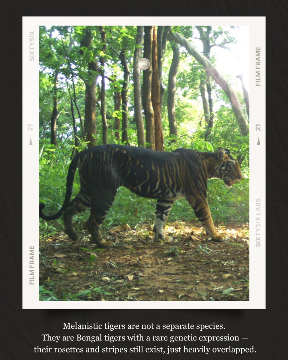 laarissabb's tweet photo. This Tiger Day, celebrate Simlipal’s rare melanistic tigers. These elusive “black tigers” showcase Odisha’s extraordinary wildlife and remind us to protect India’s forests and biodiversity. Have you heard of them? https://t.co/njWyrtN9r0