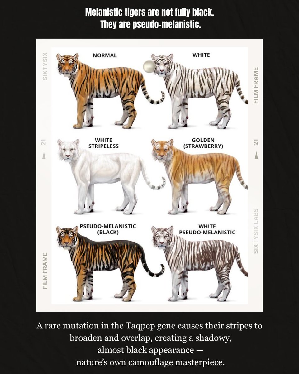 laarissabb's tweet photo. This Tiger Day, celebrate Simlipal’s rare melanistic tigers. These elusive “black tigers” showcase Odisha’s extraordinary wildlife and remind us to protect India’s forests and biodiversity. Have you heard of them? https://t.co/njWyrtN9r0