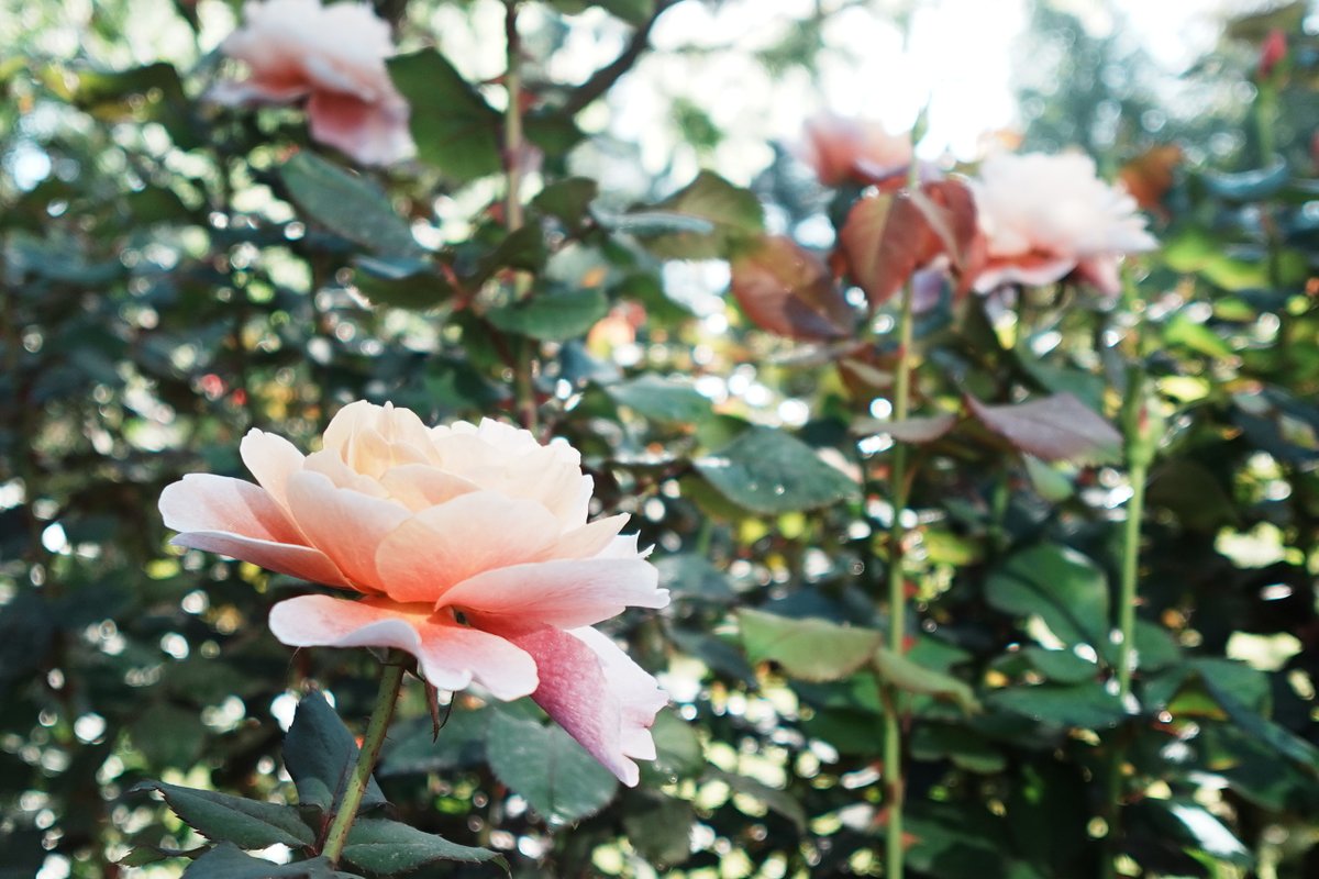 kyufurukawa's tweet photo. #バラ園 では蕾が次々に開花し、一日の中でも景色が変わります。朝は蕾だった #バラ が昼を過ぎると開花したり、同じバラでも色が変化したり。一期一会の風景をぜひご覧ください♪
#旧古河庭園 #花 #kyufurukawa #rose #flower https://t.co/7sR2h71tfC