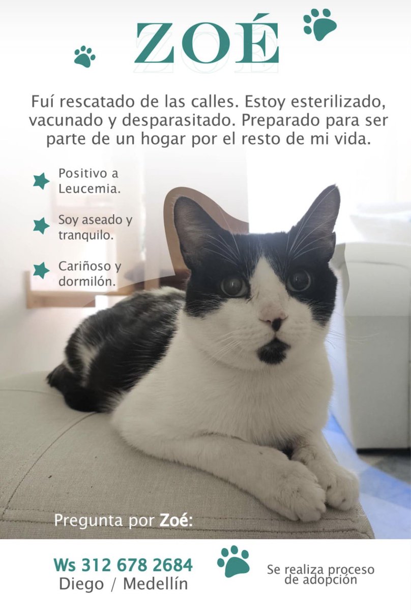 anaidia79's tweet photo. Este par de hermosuras buscan hogar en Medellín y área metropolitana. https://t.co/82pY5TvzDe