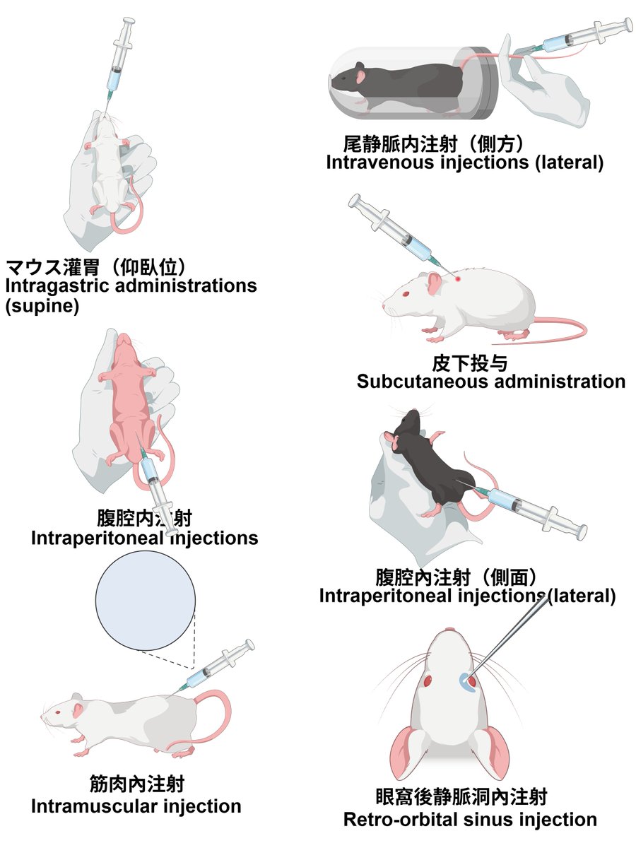 BioGDP's tweet photo. よく使われるマウス実験のイラスト素材＋日英対照🐀

マウス実験の図作りに、「こんな素材が欲しかった！」を集めました。

今回は、マウスの保定や腹腔内注射、尾静脈注射などの実験操作に加え、シリンジやシリンジフィルター、はさみ、メスなどの実験器具もまとめてご紹介します🔬

白色・黒色・ヌードマウスなど、実験に合わせて選べる素材をご用意。論文Figureや実験フロー、研究発表スライドなどに組み合わせてご活用いただけます✨

研究図をより手軽に、分かりやすく作成したい方は、ぜひBioGDPをご活用ください！
🔗 https://t.co/QqkS6dj1nt

#研究 #研究者 #大学院生 #生命科学 #マウス実験 #論文作成 #研究イラスト #BioGDP