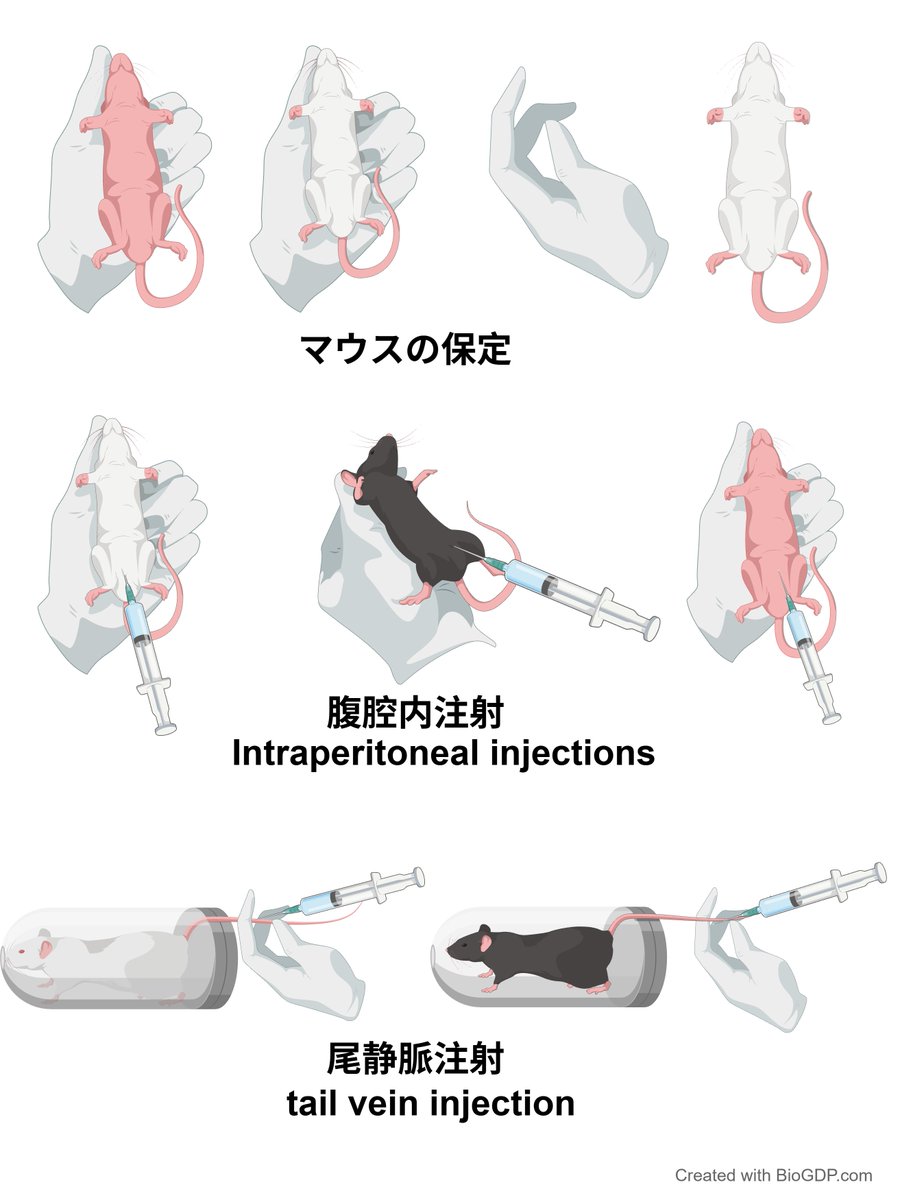 BioGDP's tweet photo. よく使われるマウス実験のイラスト素材＋日英対照🐀

マウス実験の図作りに、「こんな素材が欲しかった！」を集めました。

今回は、マウスの保定や腹腔内注射、尾静脈注射などの実験操作に加え、シリンジやシリンジフィルター、はさみ、メスなどの実験器具もまとめてご紹介します🔬

白色・黒色・ヌードマウスなど、実験に合わせて選べる素材をご用意。論文Figureや実験フロー、研究発表スライドなどに組み合わせてご活用いただけます✨

研究図をより手軽に、分かりやすく作成したい方は、ぜひBioGDPをご活用ください！
🔗 https://t.co/QqkS6dj1nt

#研究 #研究者 #大学院生 #生命科学 #マウス実験 #論文作成 #研究イラスト #BioGDP