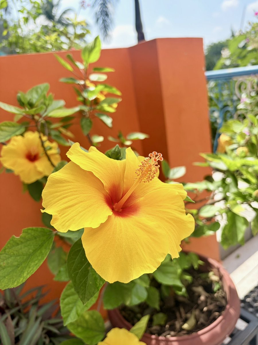 TyagiSohanveer's tweet photo. Hibiscus love #FlowerPhotography #hibiscusflower #photography #NaturePhotography https://t.co/QraJNKGJDA