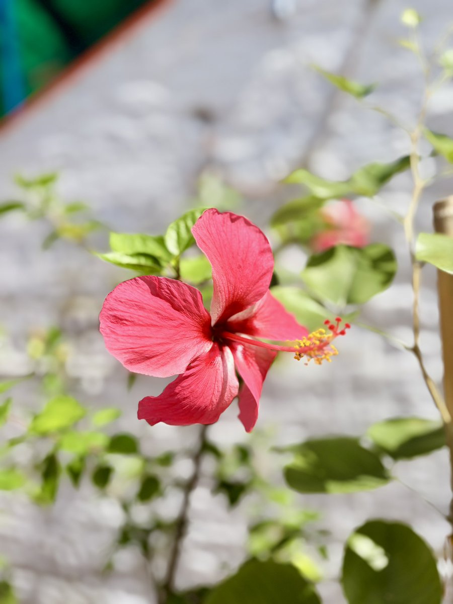 TyagiSohanveer's tweet photo. Hibiscus love #FlowerPhotography #hibiscusflower #photography #NaturePhotography https://t.co/QraJNKGJDA