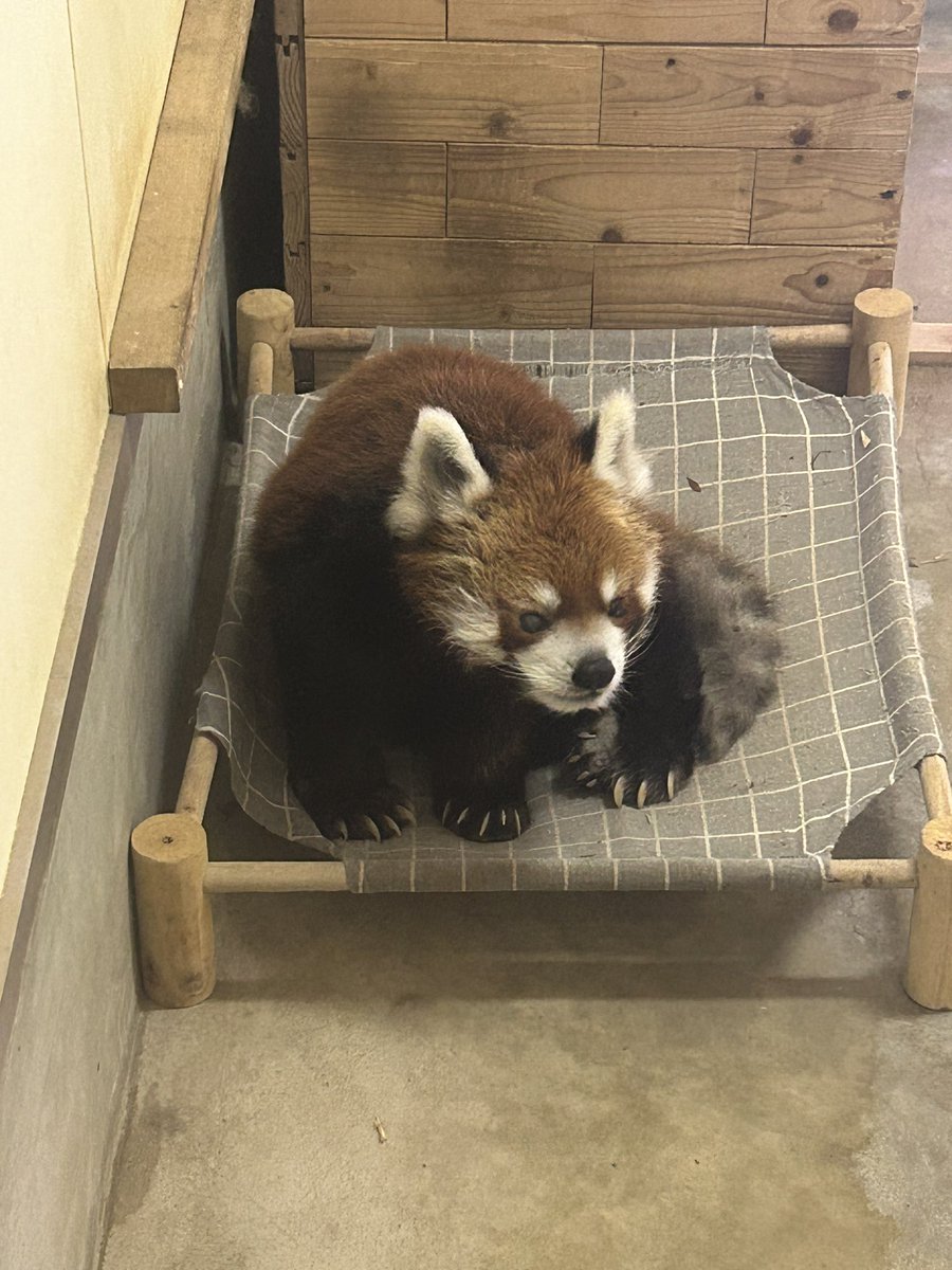 ChibaZoo's tweet photo. 本日、風太は展示場と寝室を出入り自由にしていますが、今のところ部屋の中にいます。ご覧いただけない場合もありますので、ご了承ください。（飼1）
#千葉市動物公園
#レッサーパンダ
#風太 https://t.co/NkLNRWeiAi