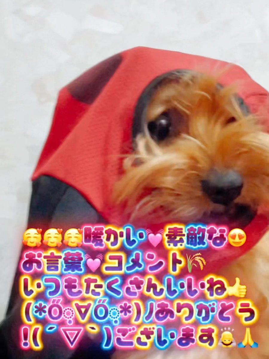 telsjp's tweet photo. まな君🐶 #スタンプ 🐾作成用に
こしらえた過去動画🎞️📽𓂃◌𓈒𓐍

おっさん🧔白内障の初手術なので
投稿数日お休み(  . .)"zzzします🙇
たぶん(*´°∀°`)きっと😵🫧

#ヨーキー #ヨークシャーテリア https://t.co/HHcEE2dokw
