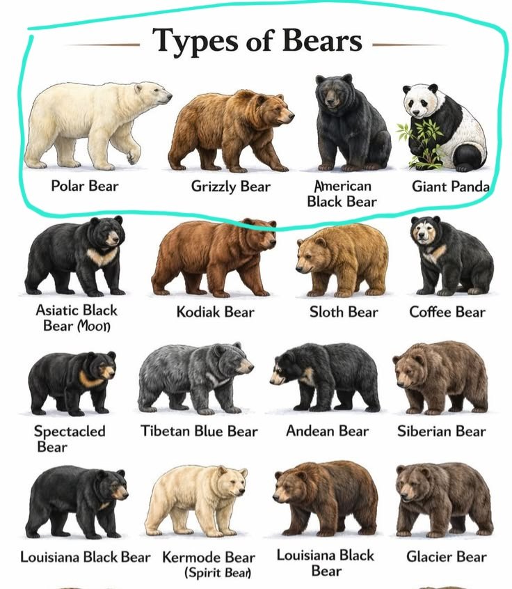v4ntoo's tweet photo. Yo intentando hacerle HC a estos prq hay 4 tipos de osos:
Oso pardo
Oso panda
Oso polar (larp el q me salga cn el hielito)
Y un oso negro americano (así se llama según san google)
Podrían ser parientes lejanos)? 
Pero soy del lado cRubius padre d cSprn así q ns, serían un clan (? https://t.co/NhelDkBF9I