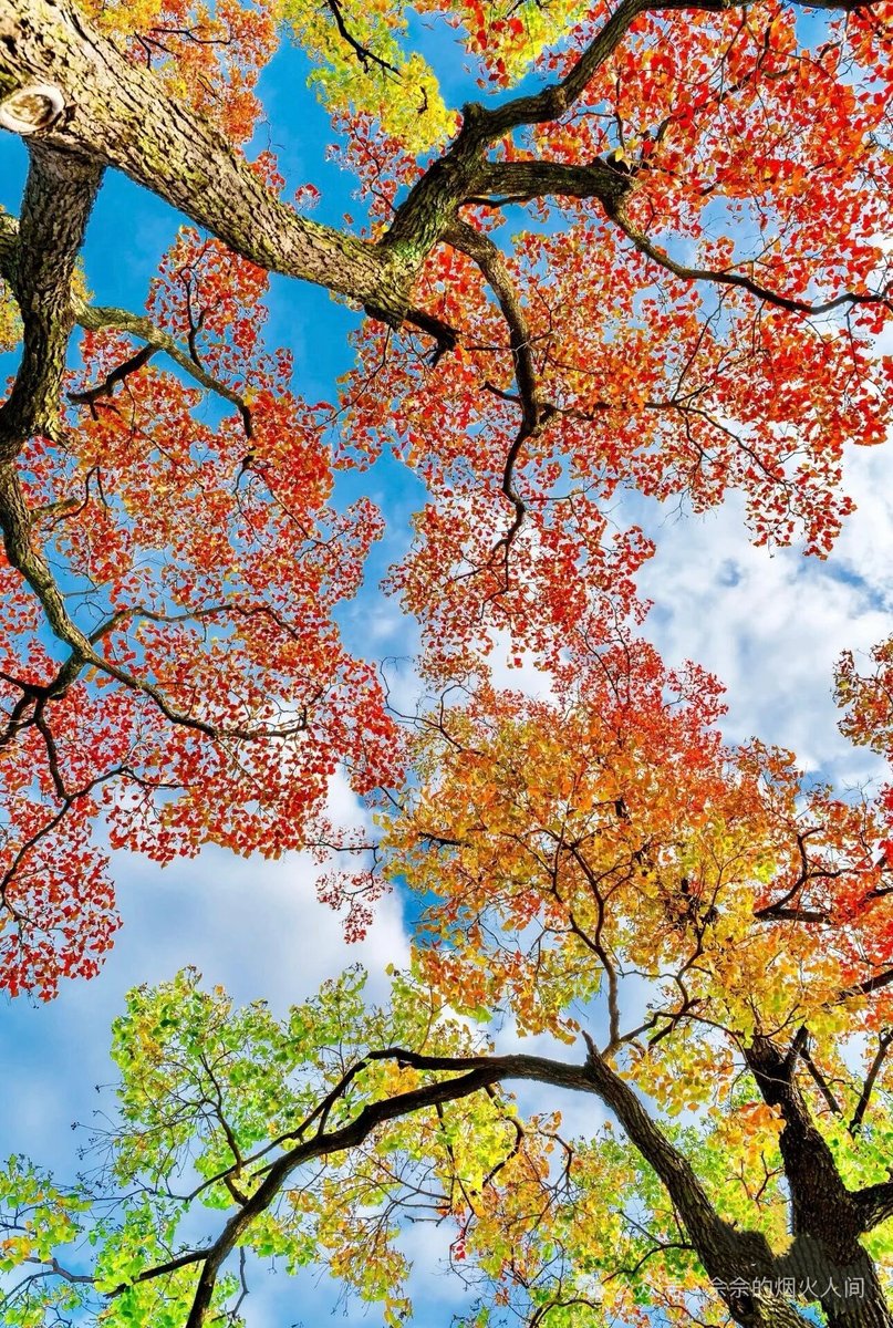 lixinbao_X's tweet photo. 秋天来了，分享几张秋景，尤其是这种树冠的图给大家看一看，在办公室也能感受秋天的五彩斑斓。 https://t.co/D8dNP4UW1d