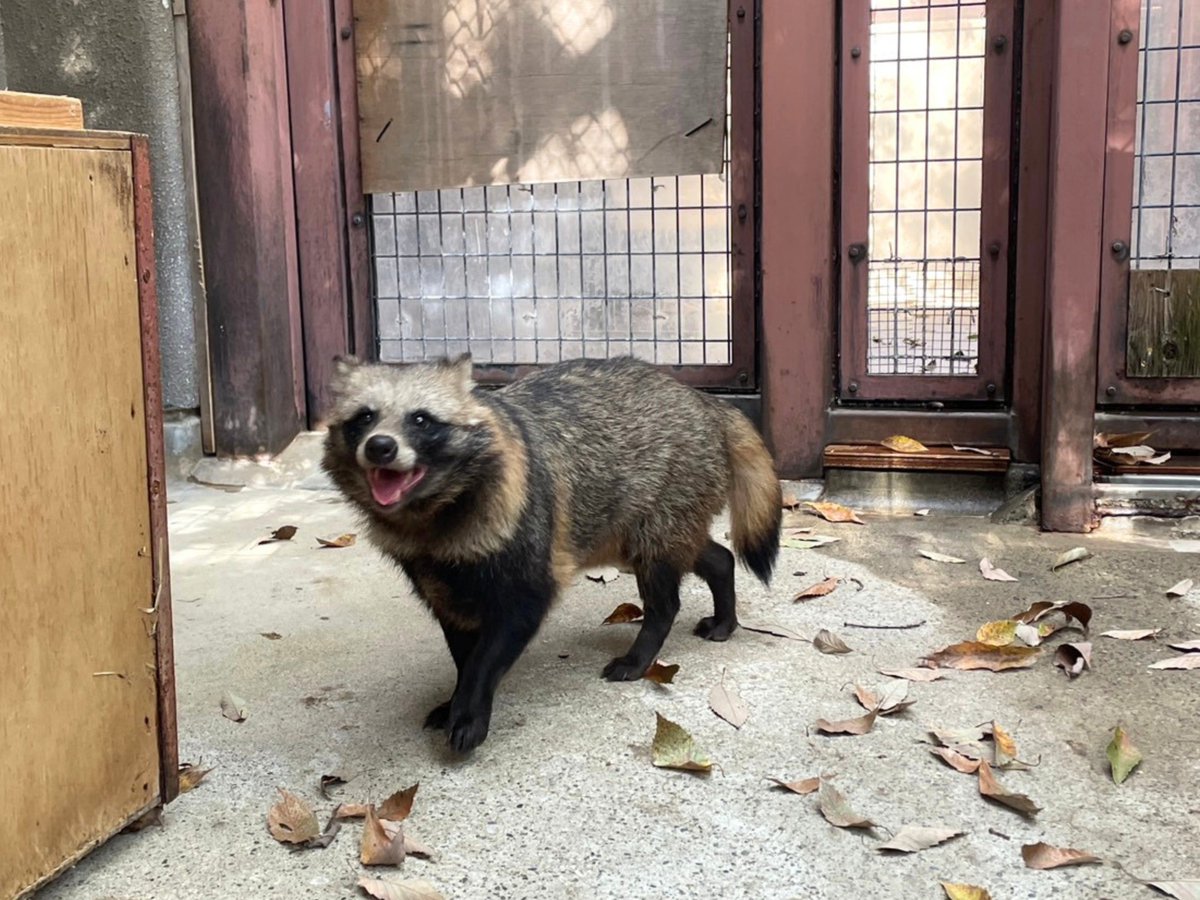 nogeyamazoo401's tweet photo. 本日、 #ホンドタヌキ の #ヒフミ と #ウタ が #野毛山動物園 から出園し、無事によこはま動物園 #ズーラシア へ到着しました。
ヒフミ！ウタ！今までたくさんの思い出をありがとう✨
新天地でも元気に楽しくすごしてね🍠

休園まであと80日
#ありがとう野毛山
#FirstZOO #子どもとおでかけ #桜木町 https://t.co/SHWFvqqWZG